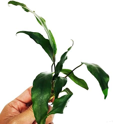 Planterest - Anubias Minima Губим украса от Живи растения за аквариум КУПИ БЕЗПЛАТНО