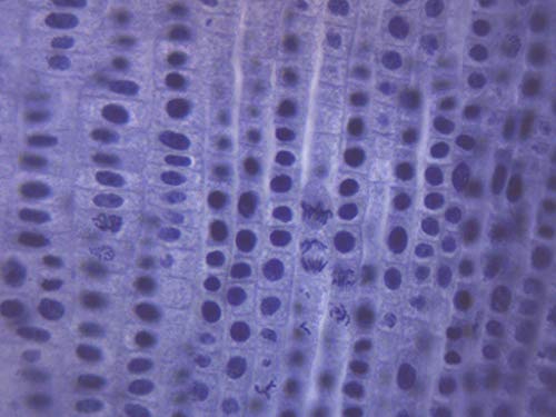 Върховете на корените лук, Приготвена за митоза това микроскопично парче - 75 x 25 мм - Биология и микроскопия - Eisco